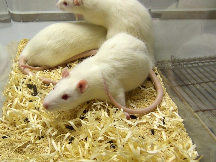 Humane Endpoints - Gesundheit Ratte